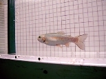 A rainbow trout swimming among vortices shed by a hemi-cylinder (left of fish) placed in an experimental flow tank.