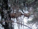 A moose and its calf.