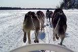 Sophomore Ross Fu (left) looks on as a sled dog musher shows her skills.
