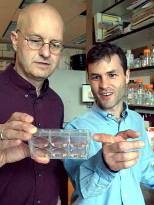 Biology professor Leonard Guarente, left, and research scientist FrÃ©dÃ©ric Picard examine mammalian fat cells to see how the Sirt1 protein affects them.