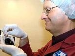 Biology professor Leonard Guarente studies the link between a low-calorie diet and longevity in mice.