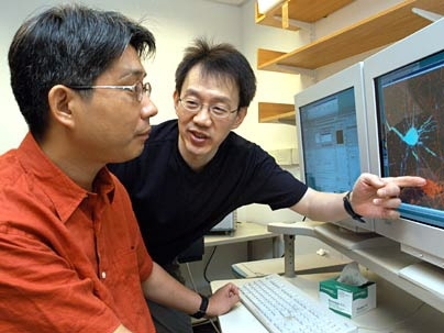 Neuroscience professor Morgan Sheng points to image of glutamate receptors as he and MIT postdoctoral fellow Sang Hyoung Lee discuss their work on how brain cells build and eliminate synapses.