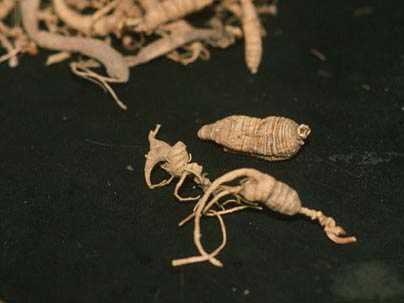 Ginseng (Panax quinquefolia).