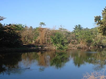 Recovering vegetation along the coastal highway is mixed in with trees that died following the tsunami.