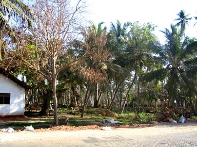 Hardy coconut trees survived the high salinity levels brought by the tsunami.