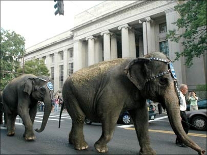 A troupe of elephants march to work past the main entrance to MIT on Massachusetts Ave. The Asian elephants were en route to their gig at  TD Banknorth Garden in Boston, where they will perform in the Ringling Brothers and Barnum &amp; Bailey Circus Oct. 7-16.