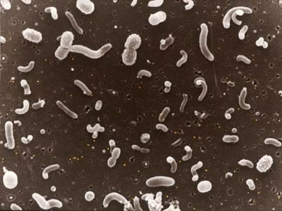 Thousands of different types of microbes inhabit every cubic centimeter of seawater. Most of the organisms in this picture are about 1/2 of a micrometer, or thousandth of a meter, wide.