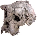 A new study raises questions about the evolutionary interpretations that stem from this famous ToumaÃ¯ fossil.