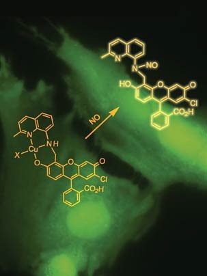 A new sensor developed at MIT monitorsÂ when cultured neuroblastoma cells (green)Â are producing nitric oxide (NO). A copper complex of a fluorescein derivative (formula on lower left) reacts with NO and produces a nitrosated fluorescein (formula on upper right), which causes the cells to glow brightly under the fluorescent microscope.