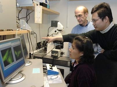 Postdoctoral associate Dong Xu points to an image that shows neuroblastoma cells producing nitric oxide. Xu, graduate student Mi Hee Lim, seated, and Professor Stephen J. Lippard have developed a new nitric oxide sensor.