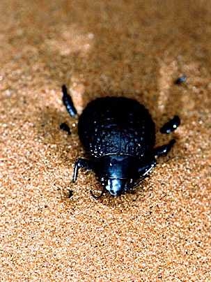 The Namib Desert beetle