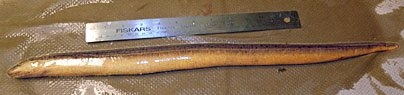 The Asian swamp eel (actually a fish) is pictured here beside a 12-inch ruler. Commonly consumed and native to Southeast Asia, the swamp eel has been found in several freshwater bodies in Hawaii, Florida and Georgia.