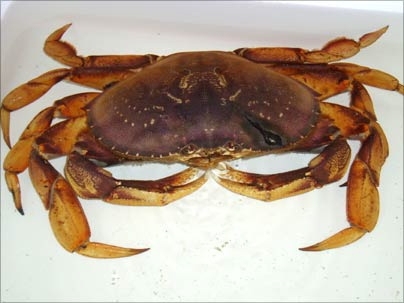 This Dungeness crab, a West Coast species, was caught by Captain Lou Williams of the Orin C two miles east of Thatcher Island, Massachusetts, on July 19. It's about 18 cm wide.