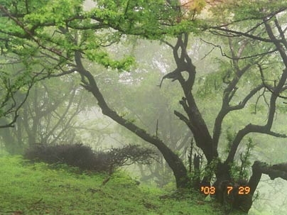 A desert cloud forest in Oman.