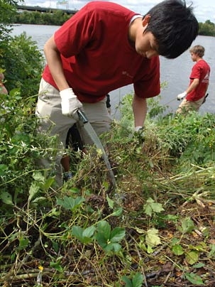 Freshman Jeff Xing of Maryland chops through weeds growing along the banks of the Charles River as part of the City Days volunteer effort on Sept. 1. Many freshmen, assisted by some upperclassmen, did a variety of projects including carpentry jobs, landscaping, pruning,  gardening and putting together welcome baskets for newborns.