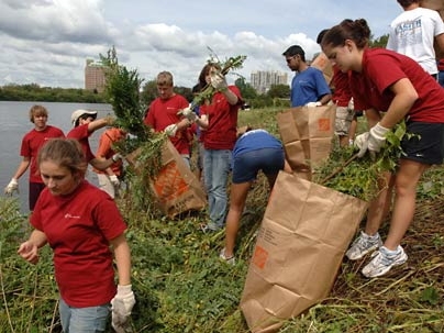 Students work together to prune the weeds along the Charles River near the B.U. Bridge during the annual City Days volunteer effort on Sept. 1.  This year, more than 700 freshmen participated.