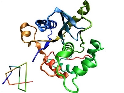 MIT researchers recently found that human ubiquitin hydrolase, shown here, has the most complicated knot ever observed in a protein. The simplified diagram, inset, shows the knot in the protein, which crosses itself five times.