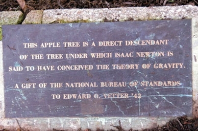 A plaque lies under the tree.