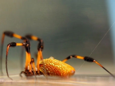MIT researchers hope the golden silk spider will help them figure out how to produce strong, durable silk artificially.