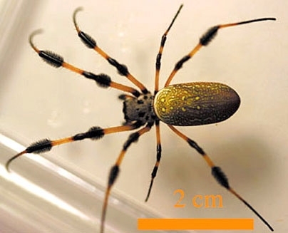 The golden silk spider, commonly found in Florida and other southeastern states, is known for its strong silk and its "furry knuckles."