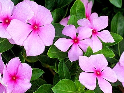 Catharanthus roseus