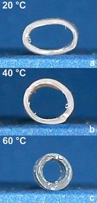 A series shows the triple shape effect of a tube prepared from a polymer network, CL(50)EG. Starting at 20 degrees Celsius, shape (a) has an upright diameter of 4.5 mm; when heated to 40 C, it switches to a second programmed shape (b) with a diameter of 6.9 mm, and then to its permanent shape (c) with a diameter of 5.8 mm, when heated to 60 C.In both series the material CL(50)EG used to produc...