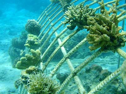 Newly grafted corals on Biorock in Sagay.