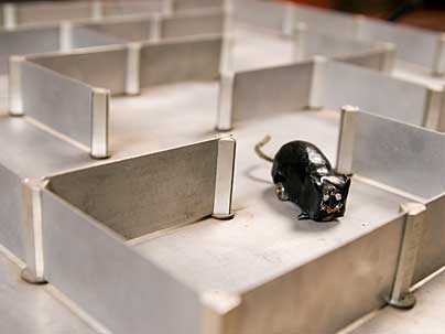 Among the objects recently acquired by the MIT Museum are Shannon's mouse and maze, the first learning device of its kind.