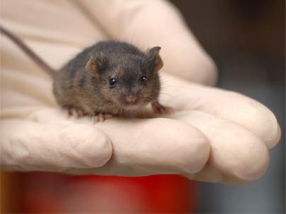 This chimeric mouse is comprised, in part, of reprogrammed fibroblasts that have contributed to all tissue and cell types.
