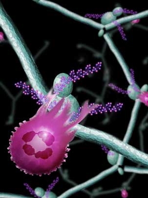 Neutrophils, a kind of white blood cell, are shown here (in pink) engulfing their targets (bacteria or fungi).