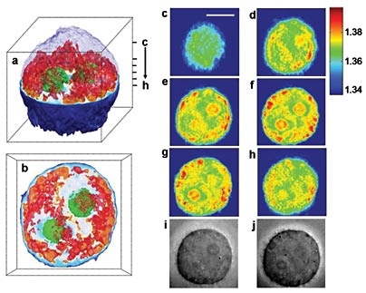 Images of a cervical cancer cell taken using a new imaging technique developed at MIT. Figures a and b show 3D images of the cell. The green structures represent the nucleolus. The nucleus, not visible in these images, surrounds the nucleolus. The red areas are unidentified cell organelles. Figures c through h show the 2D images from which the 3D images were generated. In these images, each color ...