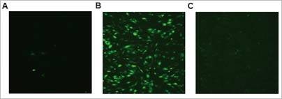 A comparison of different methods of gene delivery, showing delivery of DNA encoding green fluorescent protein (from jellyfish) to human umbilical vein endothelial cells. Image (A) shows delivery by  polyethylenimine, a leading non-biodegradable commercially available polymer. Image (B) shows poly(beta-amino esters) developed at MIT and (C) shows adenovirus.  High levels of DNA delivery are observ...