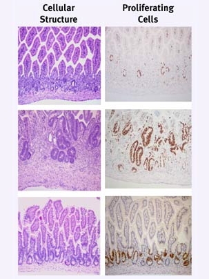 Top panels: Cells of the intestinal lining of mice lacking the embryonic pluripotency regulator Oct4 stop dividing and die after radioactive exposure. Middle panels: Intestinal stem cells then become activated and begin dividing rapidly. Bottom panels: The intestinal lining is completely regenerated, with stem cells relocating to the bottom.