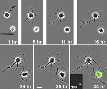 These time lapse frames show development of a normal neuron (top) and a mutated neuron that does not express the Ena/VASP proteins.