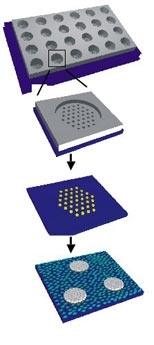 MIT researchers use micropatterned stencils to build miniature model livers. Each stencil contains an array of wells. Each well contains a hexagonal matrix of 37 holes 500 micrometers in diameter. Using the stencil, they form islands by placing approximately 300 liver cells into each hole and surrounding each with a sea of supporting cells including collagen and other proteins.