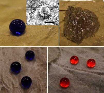 A droplet of water forms a bead on the surface of a lotus left, top left, while a drop of hexadecane soaks the surface, top right. After the lotus leaf is coated with a new oil-repelling material developed at MIT, water still beads up, bottom left, and so does hexadecane, bottom right.  Inset photo in the top left square shows an SEM micrograph of the lotus leaf surface.