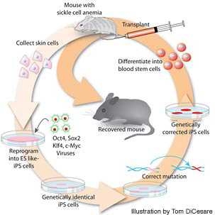 The cycle by which MIT/Whitehead scientists successfully treated mice with a human sickle-cell anemia disease trait, using a process that begins by directly reprogramming the mice's own cells to an embryonic-stem-cell-like state.