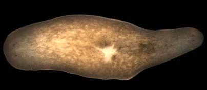 Inhibition of the gene beta-catenin causes worms to regenerate a head instead of a tail (right head).