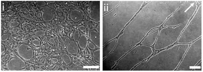 When a gel that induces tube formation is added to the cells, the cells grown on a nanopatterned surface form tubes aligned in the same direction (right). Cells grown on a flat surface form tubes extending in many directions (left).