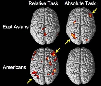 Brain activity in East Asians and Americans as they make relative and absolute judgments. The arrows point to brain regions involved in attention that are engaged by more demanding tasks. Americans show more activity during relative judgments than absolute judgments, presumably because the former task is less familiar and hence more demanding for them. East Asians show the opposite pattern.