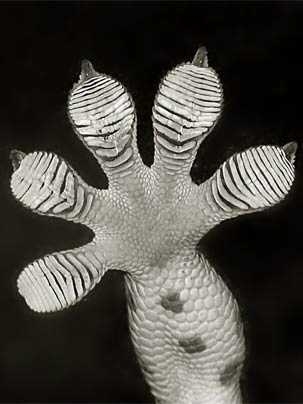 This foot of a Tokay gecko shows its adhesive pads. The gecko, whose feet enable it to cling tightly while upside down or on vertical surfaces, helped inspire a new medical bandage created by an MIT-led research team.