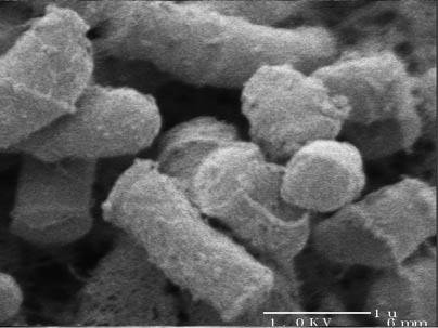 Scanning electron micrograph of Rhodococcus bacterial cells, which were key to the MIT experiments.
