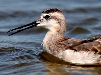 MIT researchers found that phalaropes depend on a surface interaction known as contact angle hysteresis to propel drops of water containing prey upward to their throats.