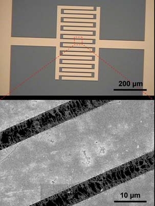 Top: An optical image of the interdigitated gold electrodes upon which the carbon nanotubes are deposited.Bottom: A scanning electron microscopy image of the gold electrodes (thick gray bars). The carbon nanotubes are the small string-like wires extending into the black regions between the electrodes.