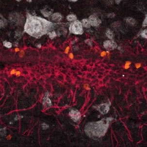 Ependymal cells in the adult spinal cord self-renew in vivo. Stack of 14 images depicting vimentin expressing ependymal cells (purple) of the central canal that have incorporated BrdU (have divided, orange). Spinal cord neurons are labelled with NeuN (white).