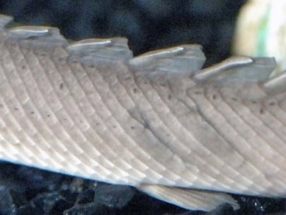 Researchers at MIT's Institute for Soldier Nanotechnologies have unraveled exactly how the layers of the fish's scales complement one another to protect the soft tissues inside the fish body.
