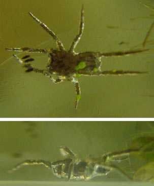 The Fisher spider Dolomedes triton uses an air layer, approximately 0.2 mm thick, as an oxygen supply.
