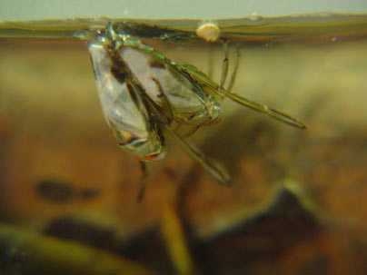 The water boatman uses a thin layer of air as an "external lung" allowing it to breathe underwater.