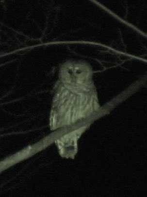 An MIT project aimed at monitoring owls in their natural environment is growing into an international collaboration on how to use widespread networks of citizen-scientists to gain new insights into a wide variety of species.