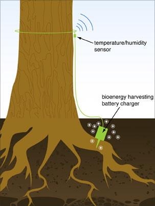 A new MIT tree sensor system taps into trees as a self-sustaining power supply. Each sensor is equipped with an off-the-shelf battery that can be slowly recharged using electricity generated by the tree.